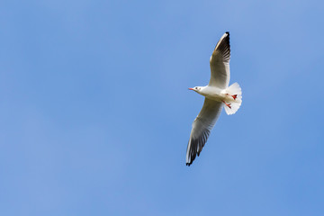 Lachmöwe (Larus ridibundus)