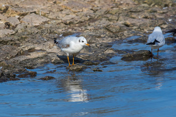 Lachmöwe (Larus ridibundus)