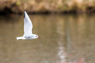 Lachmöwe (Larus ridibundus)