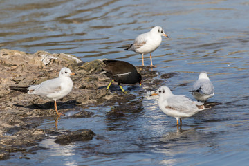 Lachmöwe (Larus ridibundus)