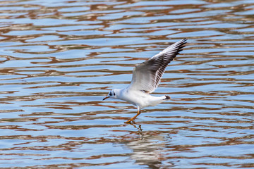 Lachmöwe (Larus ridibundus)