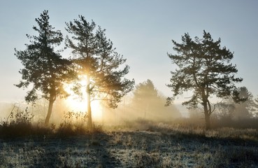 Fall in Slovakia. Autumn landscape in Polana region. Fog behind the trees at sunrise. © matkovci