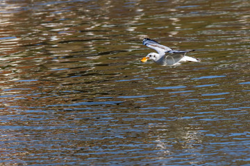 Lachmöwe (Larus ridibundus)