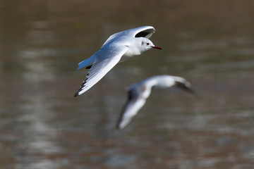 Lachmöwe (Larus ridibundus)