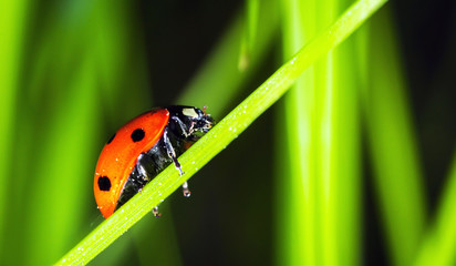 Ladybug macro