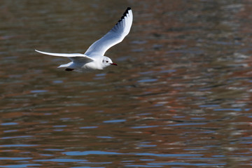 Lachmöwe (Larus ridibundus)