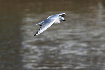Lachmöwe (Larus ridibundus)