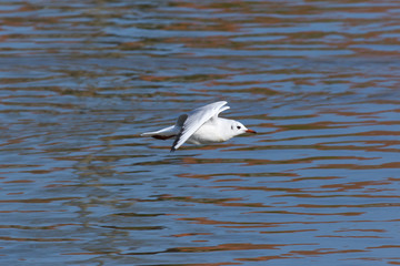 Lachmöwe (Larus ridibundus)