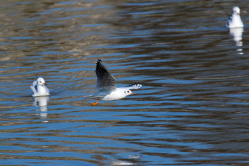 Lachmöwe (Larus ridibundus)