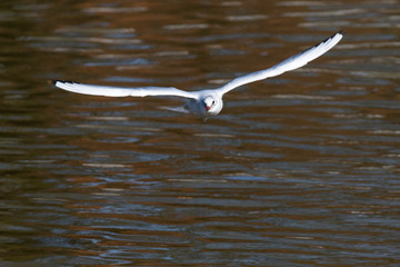 Lachmöwe (Larus ridibundus)