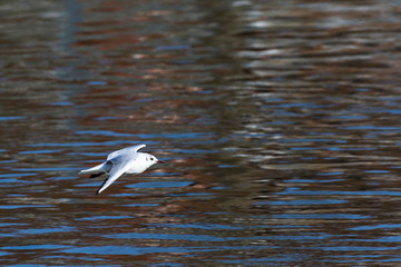 Lachmöwe (Larus ridibundus)