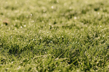 juicy green grass in morning sunshine natural background texture