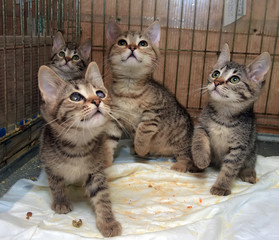 four striped kittens in a cage