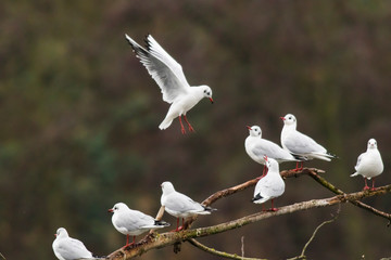 Lachmöwe (Larus ridibundus)