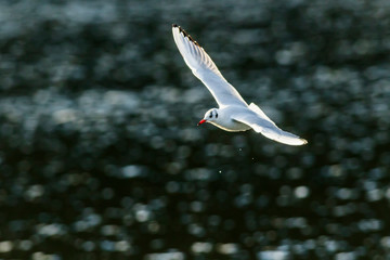 Lachmöwe (Larus ridibundus)