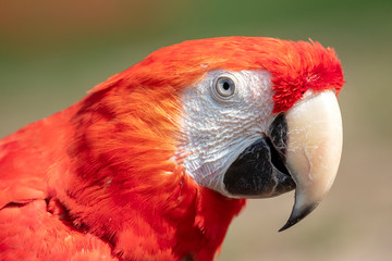 Scarlet macaw portrait
