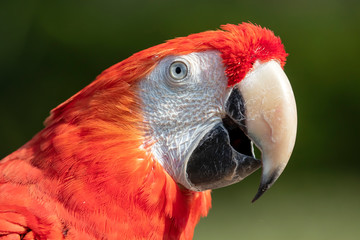 Scarlet macaw portrait