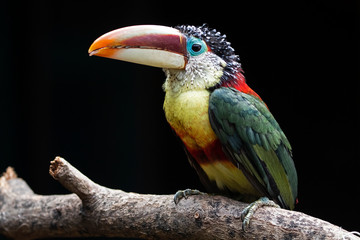 Curl crested aracari