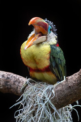 Curl crested aracari
