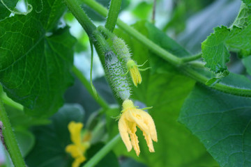 Green cucumber grows on a branch in the greenhouse. A small cucumber that grew from the flower. Close up of cucumber top view. organic food.