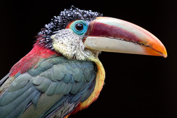 Curl crested aracari