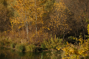 Autumn forest by the water