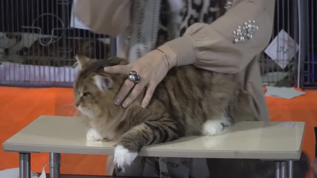 the expert shows the audience jf the cat show advantages and features of different breeds of cats