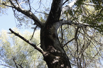 Fototapeta na wymiar spreading crown of a tree