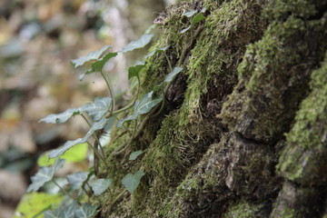 forest liana on a tree