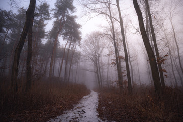 Fototapeta na wymiar Foggy path in the forest. Illak forest, Pannonhalma in Hungary