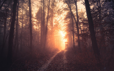 Obraz premium Sunset in deep foggy winter forest with path and hunter's lookout. Dark woods, fog and mist with sunset lights. Illak forest, Pannonhalma in Hungary