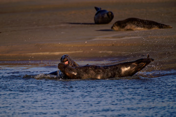 Combat de phoques © Patrick