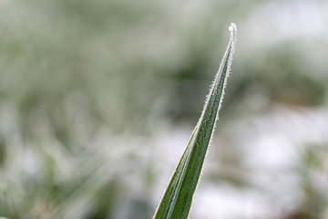 Plante givrée