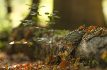 Herbst 11
