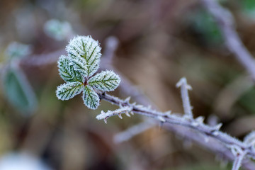 Plante givrée