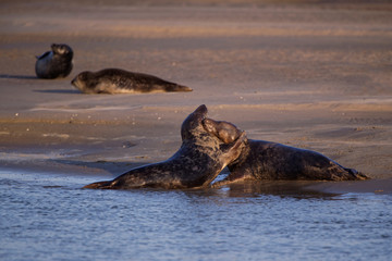 Combat de phoques © Patrick
