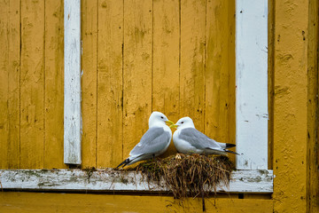 Seagull bird close up