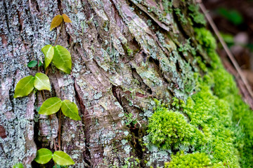 木の幹と苔