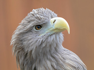 White-tailed eagle