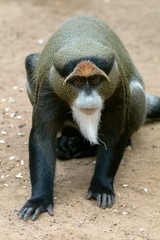 De Brazza's monkey