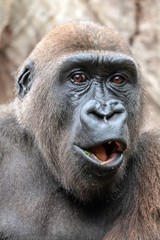 Fototapeta premium Young male gorilla