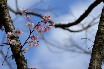 十月桜
