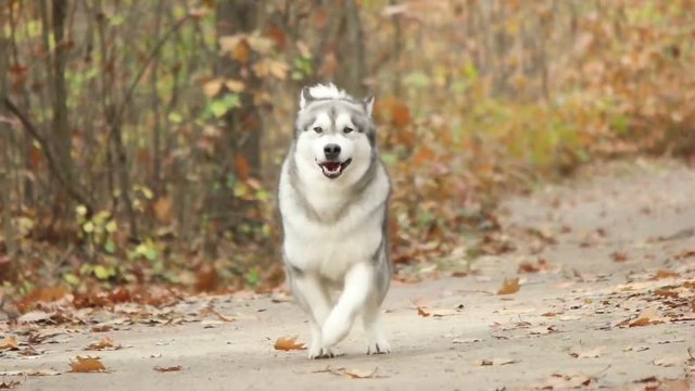 Malamute stands and runs, slow motion . Autumn forest