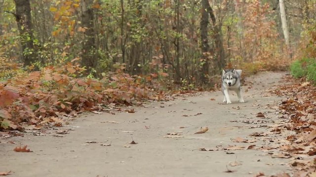Malamute running through the autumn forest, slow motion