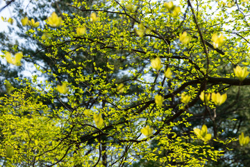 新緑のみずみずしい里山風景