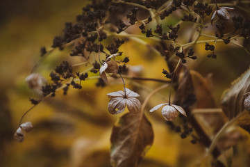 zarter Herbststrauch im Garten mit verwelkten beigen Blüten