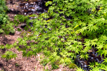 新緑のみずみずしい里山風景