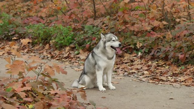 malamute sitting in autumn park, slow motion, side view