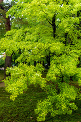 Obraz premium 新緑のみずみずしい里山風景