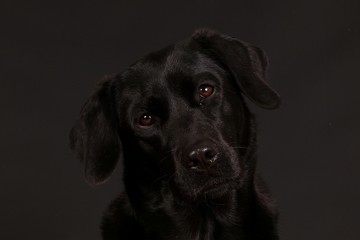 beautiful black labrador retriever head portrait in the dark studio